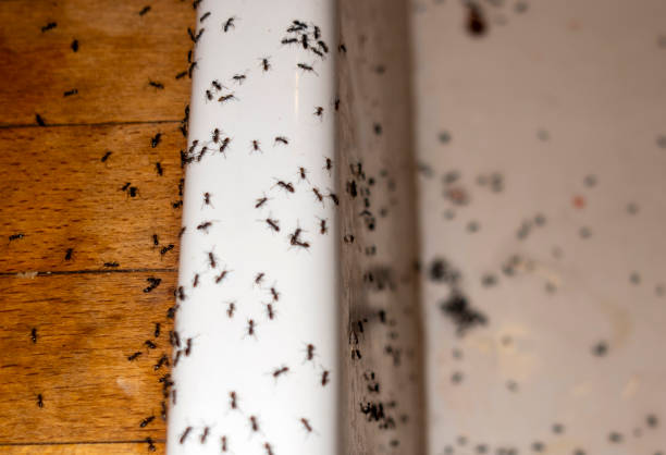  Brevard, NC Pest Control Pros